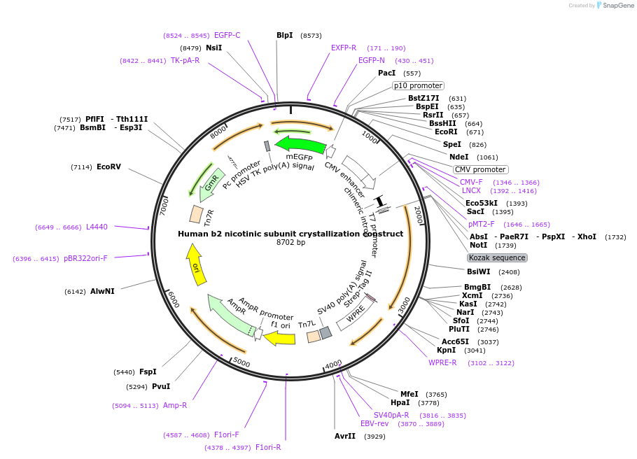 85842-plasmid-map-sequence-id-171117