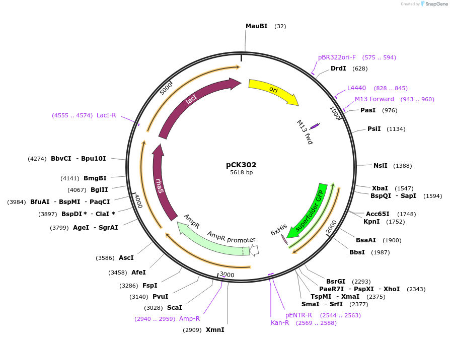 87768-plasmid-map-sequence-id-171131