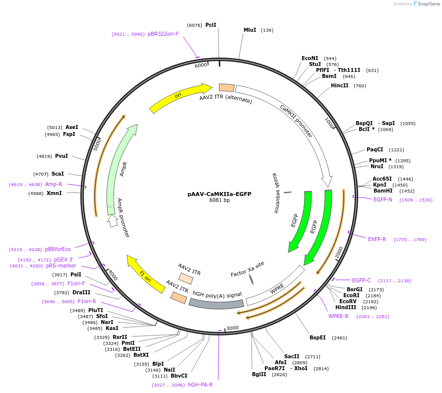 50469-plasmid-map-sequence-id-171178