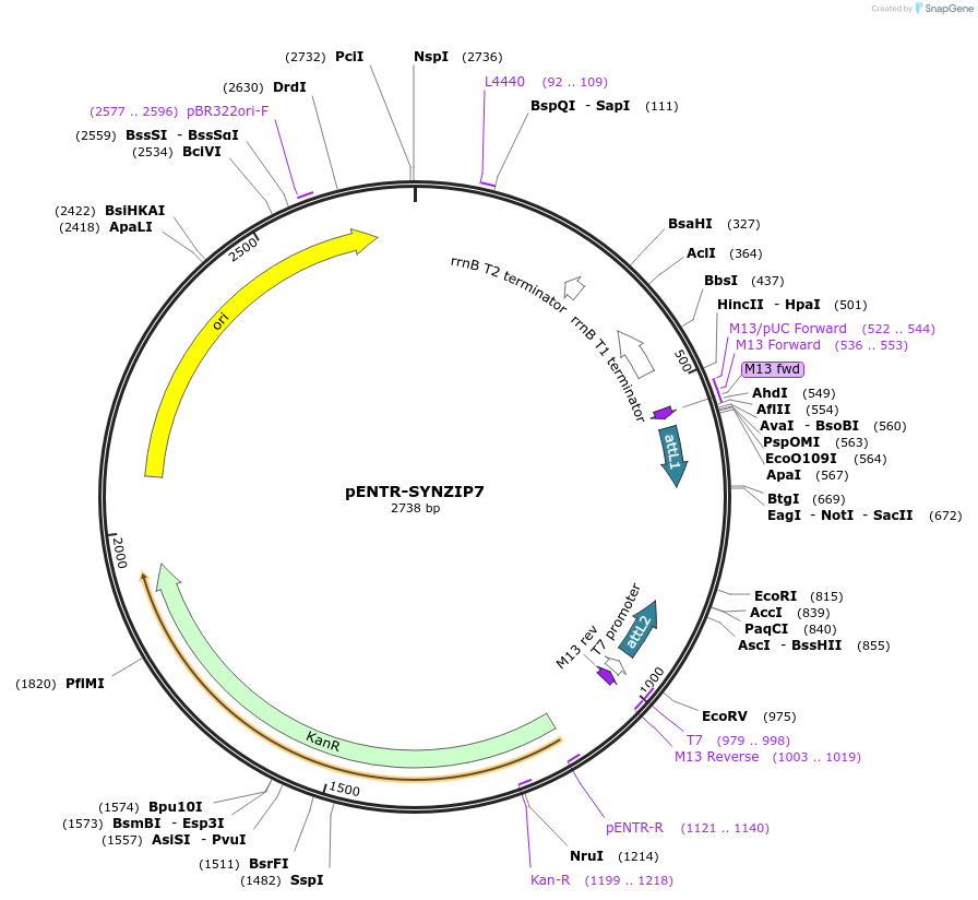 80663-plasmid-map-sequence-id-171183