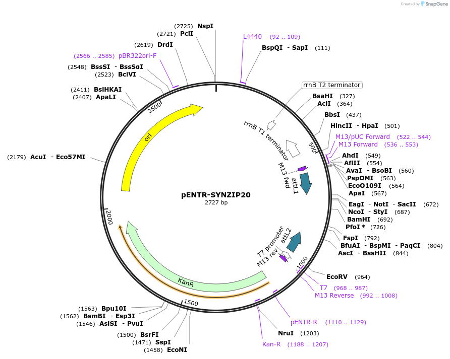80674-plasmid-map-sequence-id-171184