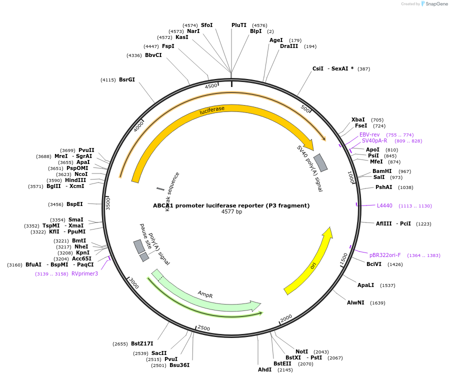 86445-plasmid-map-sequence-id-171191