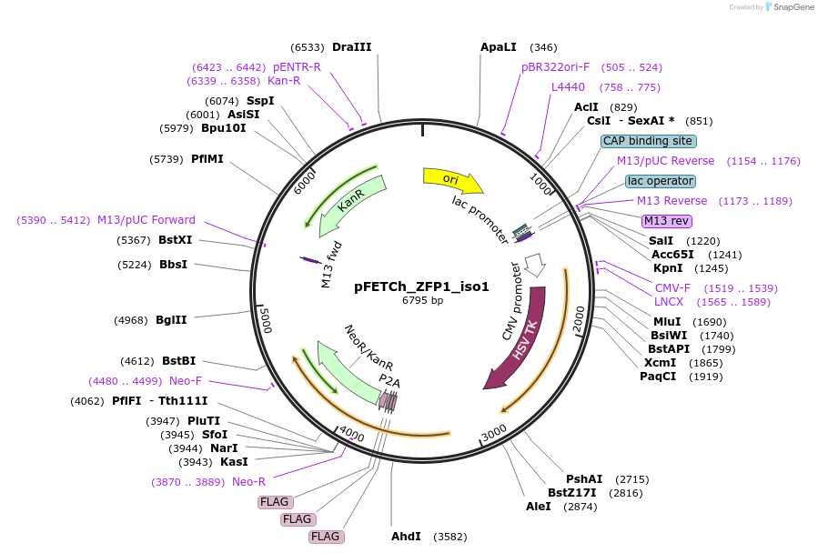 86294-plasmid-map-sequence-id-171196