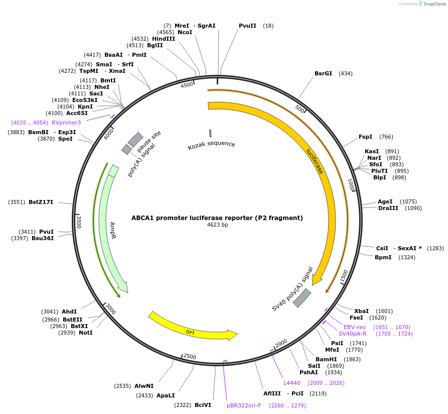 86444-plasmid-map-sequence-id-171197
