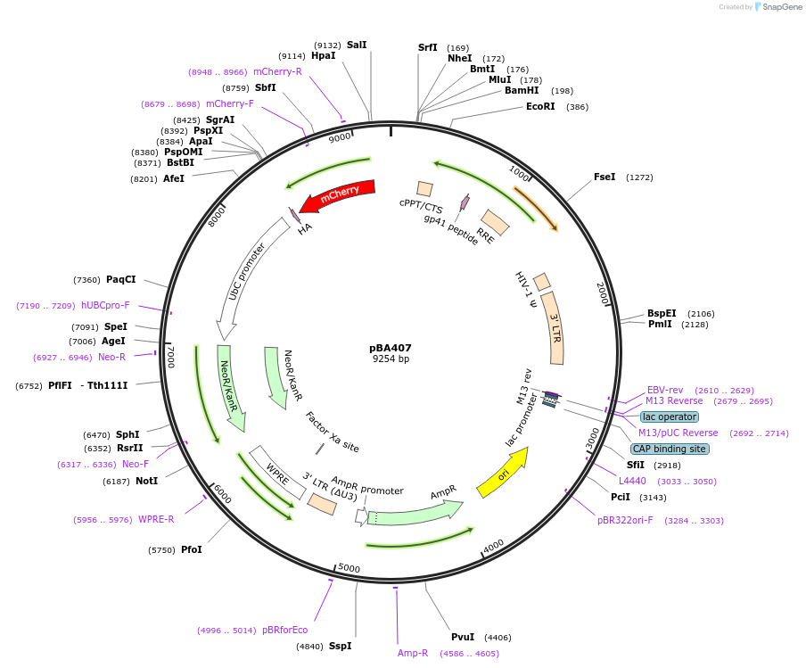 85970-plasmid-map-sequence-id-171234