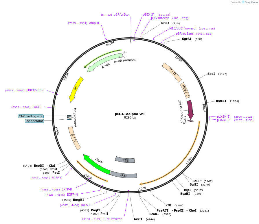 10884-plasmid-map-sequence-id-171235