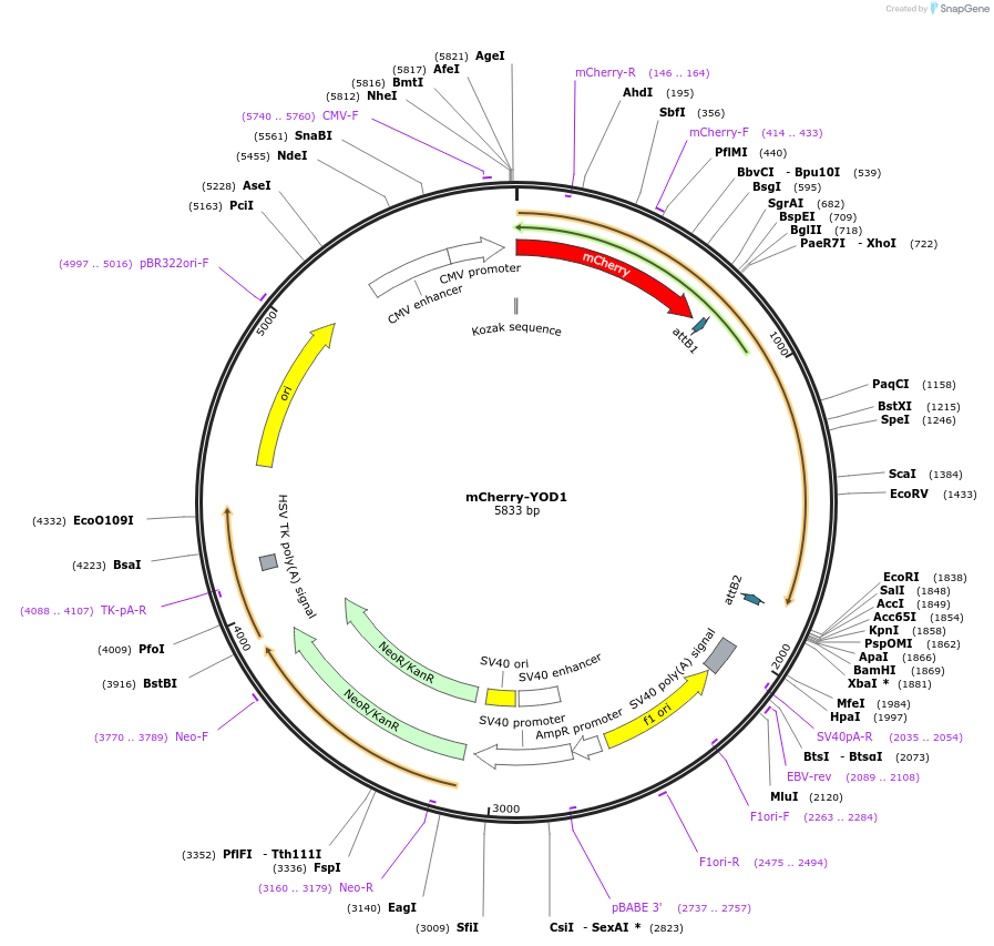 85663-plasmid-map-sequence-id-171241