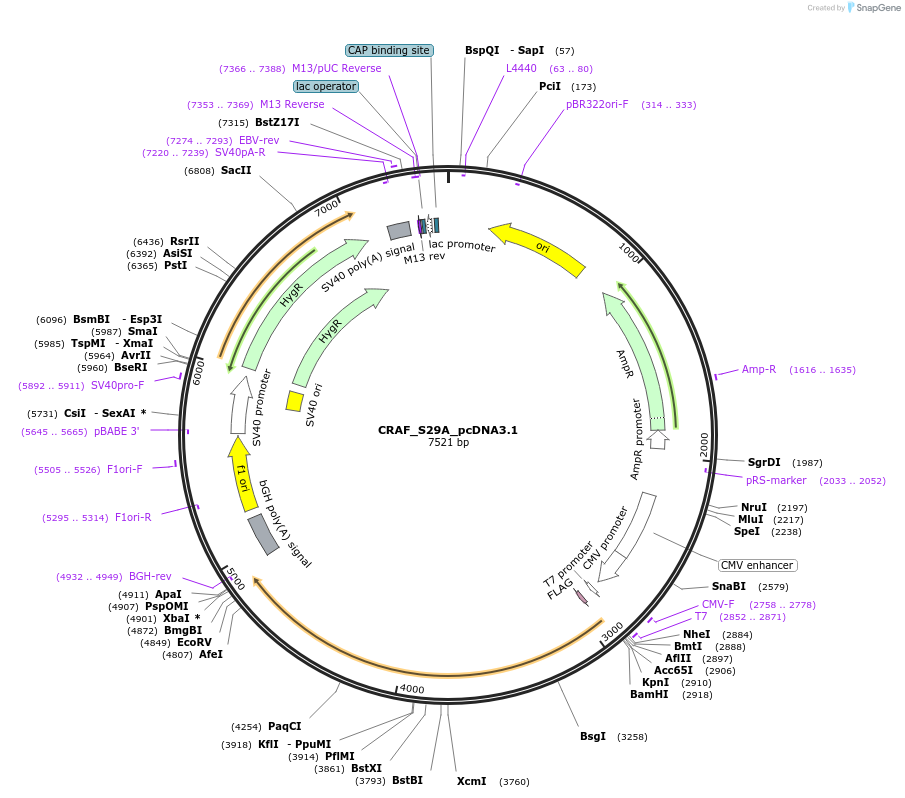 86506-plasmid-map-sequence-id-171242