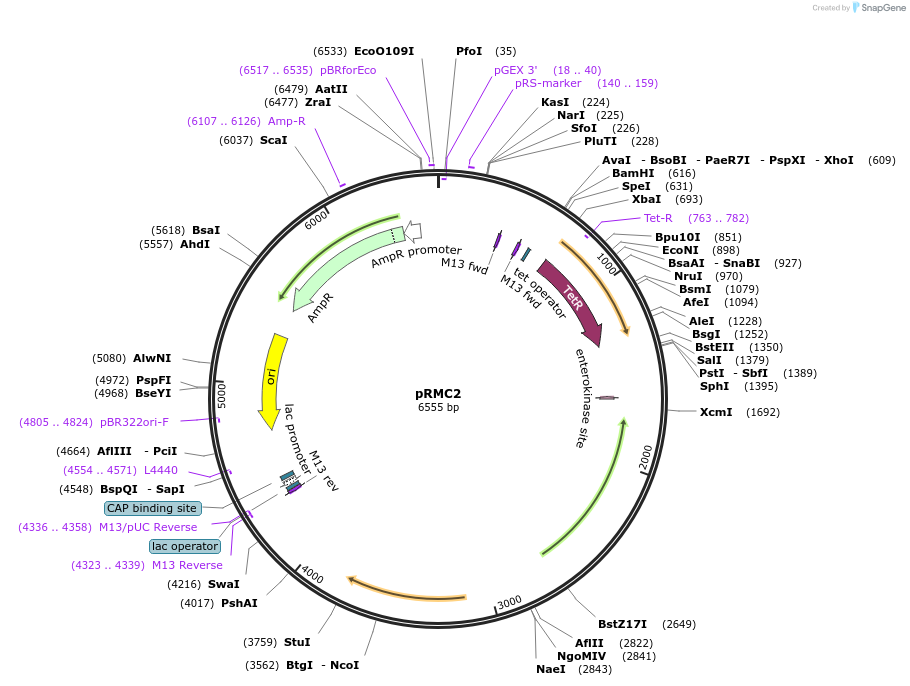 68940-plasmid-map-sequence-id-171245