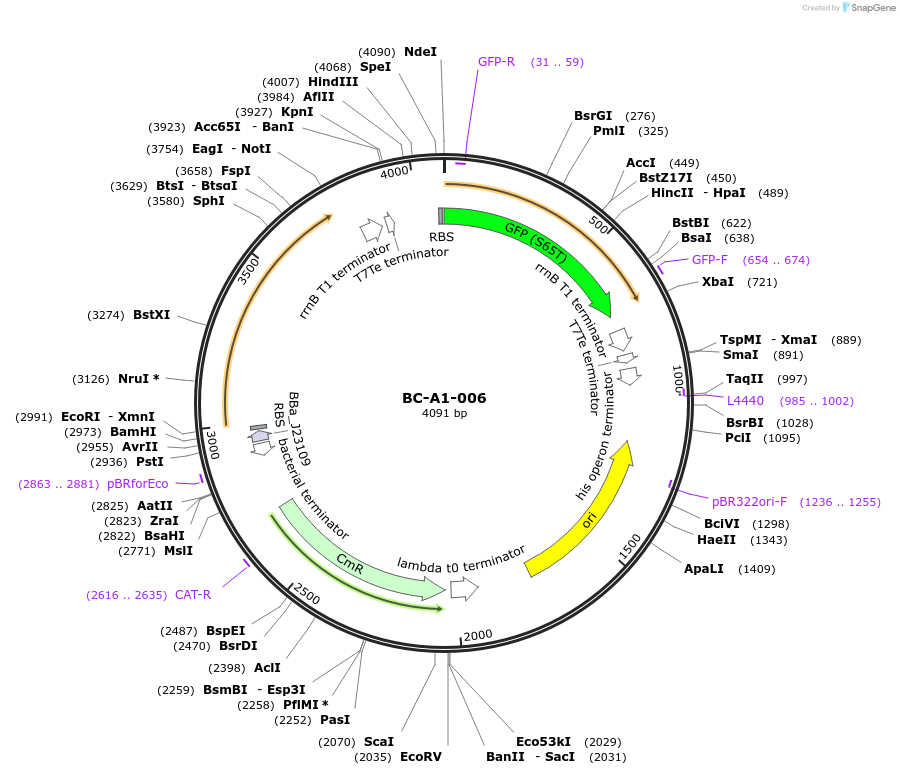 78693-plasmid-map-sequence-id-171252
