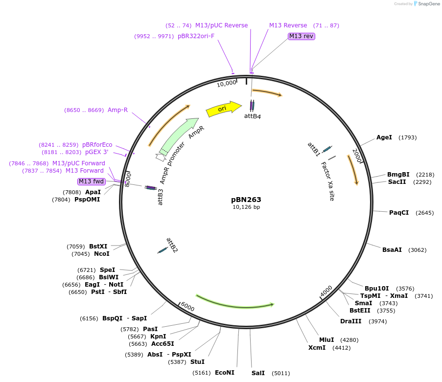 86729-plasmid-map-sequence-id-171259