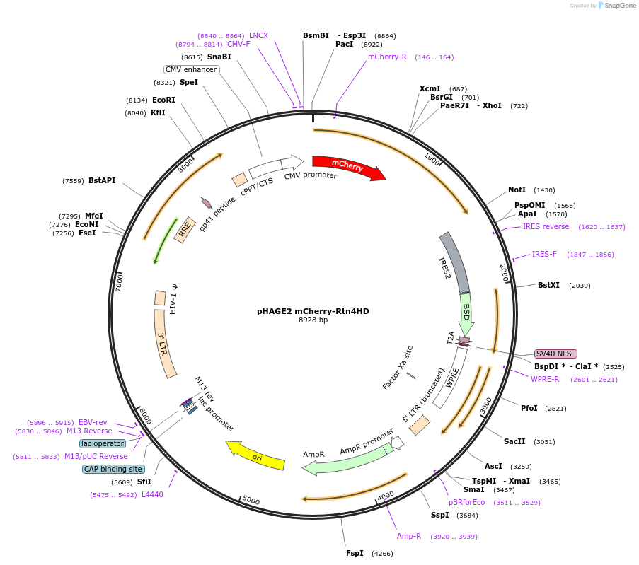 86685-plasmid-map-sequence-id-171267