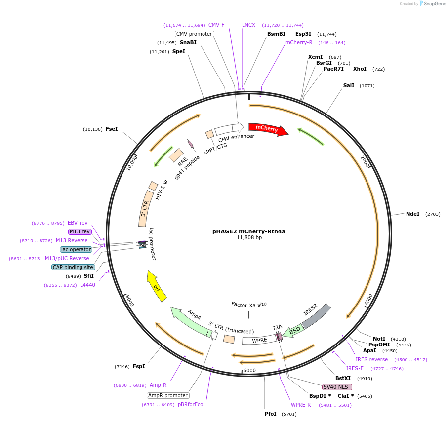 86683-plasmid-map-sequence-id-171273