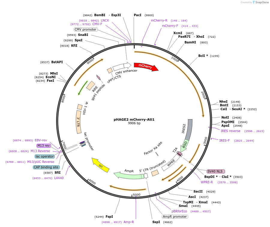 86678-plasmid-map-sequence-id-171276