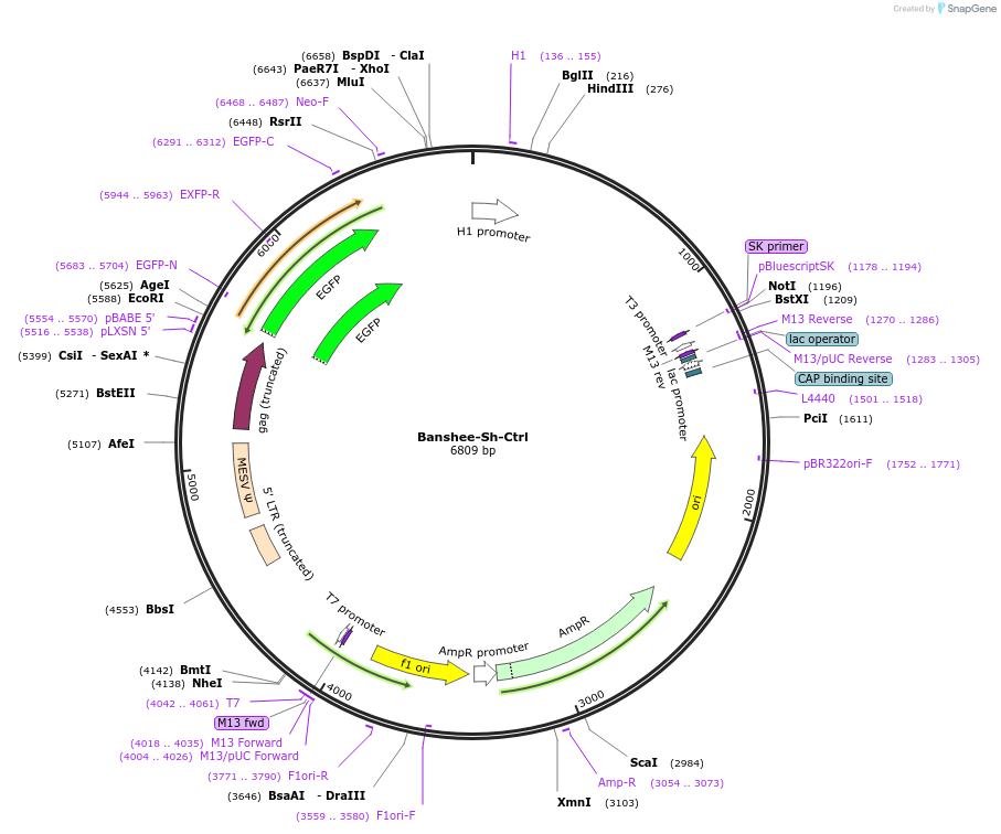 85587-plasmid-map-sequence-id-171278