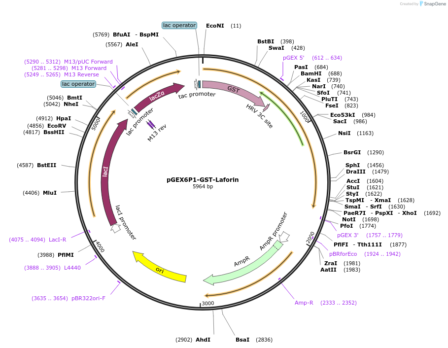 84673-plasmid-map-sequence-id-171321