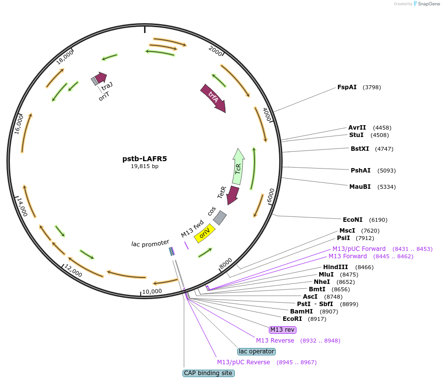86169-plasmid-map-sequence-id-171333
