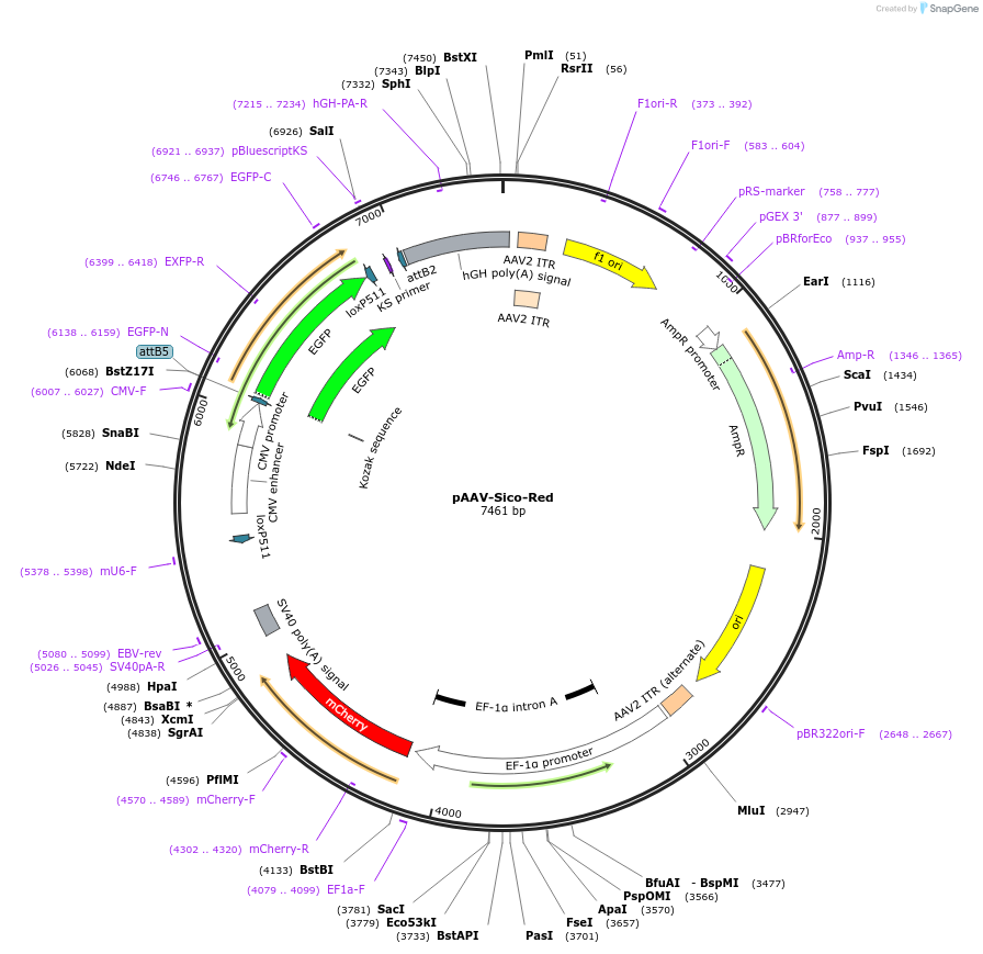 84882-plasmid-map-sequence-id-171362