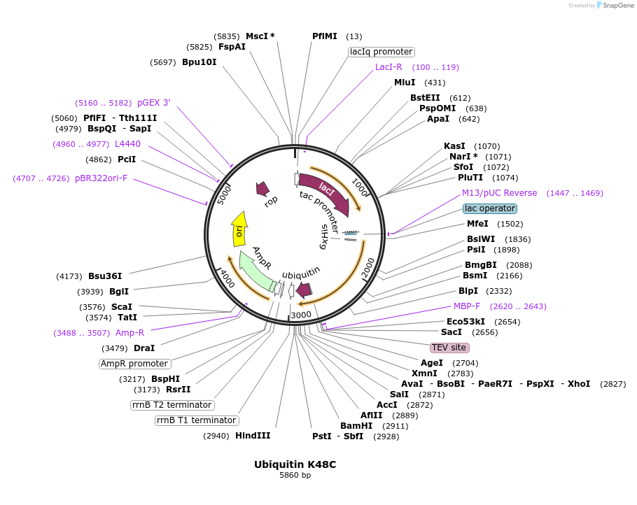 86588-plasmid-map-sequence-id-171401