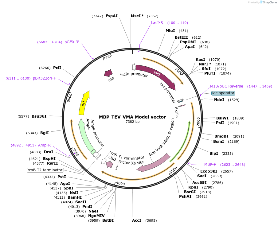 86590-plasmid-map-sequence-id-171410