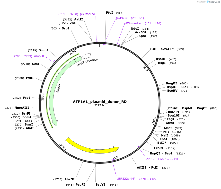 86551-plasmid-map-sequence-id-171421