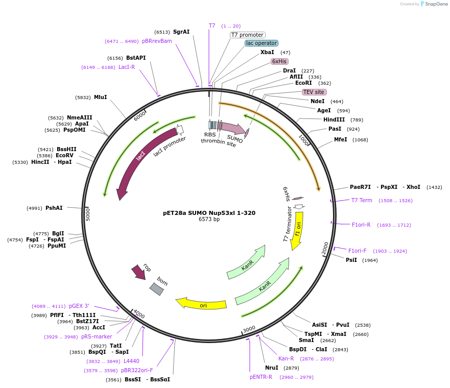 85998-plasmid-map-sequence-id-171439