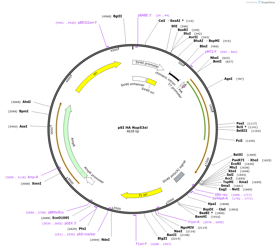 86000-plasmid-map-sequence-id-171443