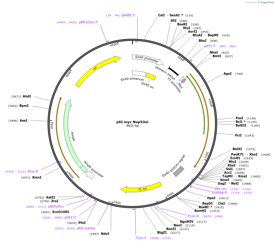 86001-plasmid-map-sequence-id-171446
