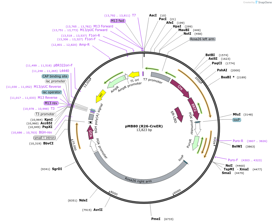 12168-plasmid-map-sequence-id-171473