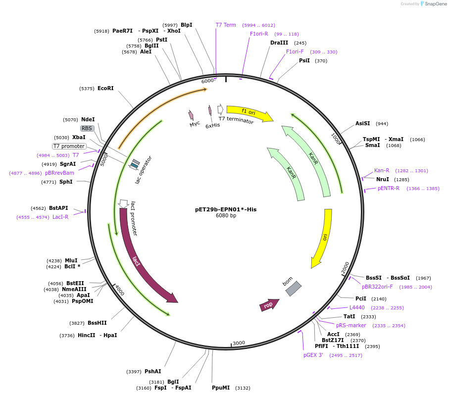 84509-plasmid-map-sequence-id-171478