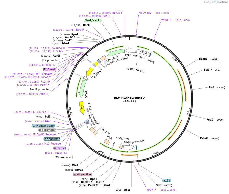 86240-plasmid-map-sequence-id-171490