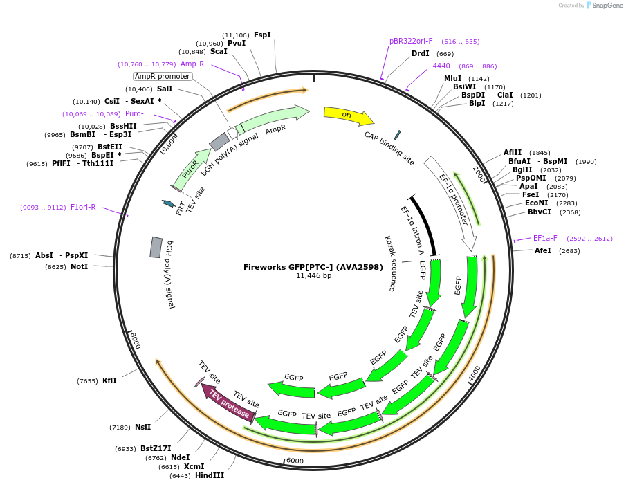 85445-plasmid-map-sequence-id-171491