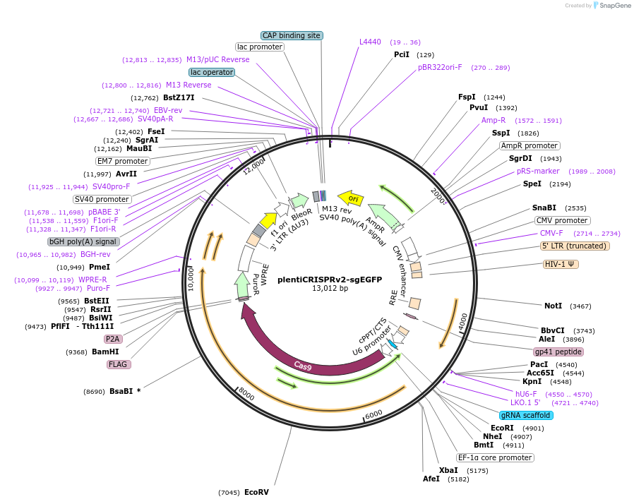 86153-plasmid-map-sequence-id-171534