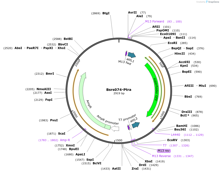85153-plasmid-map-sequence-id-171561