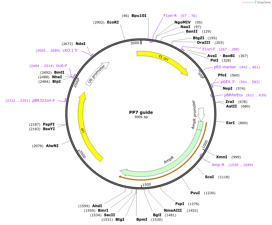 86168-plasmid-map-sequence-id-171565