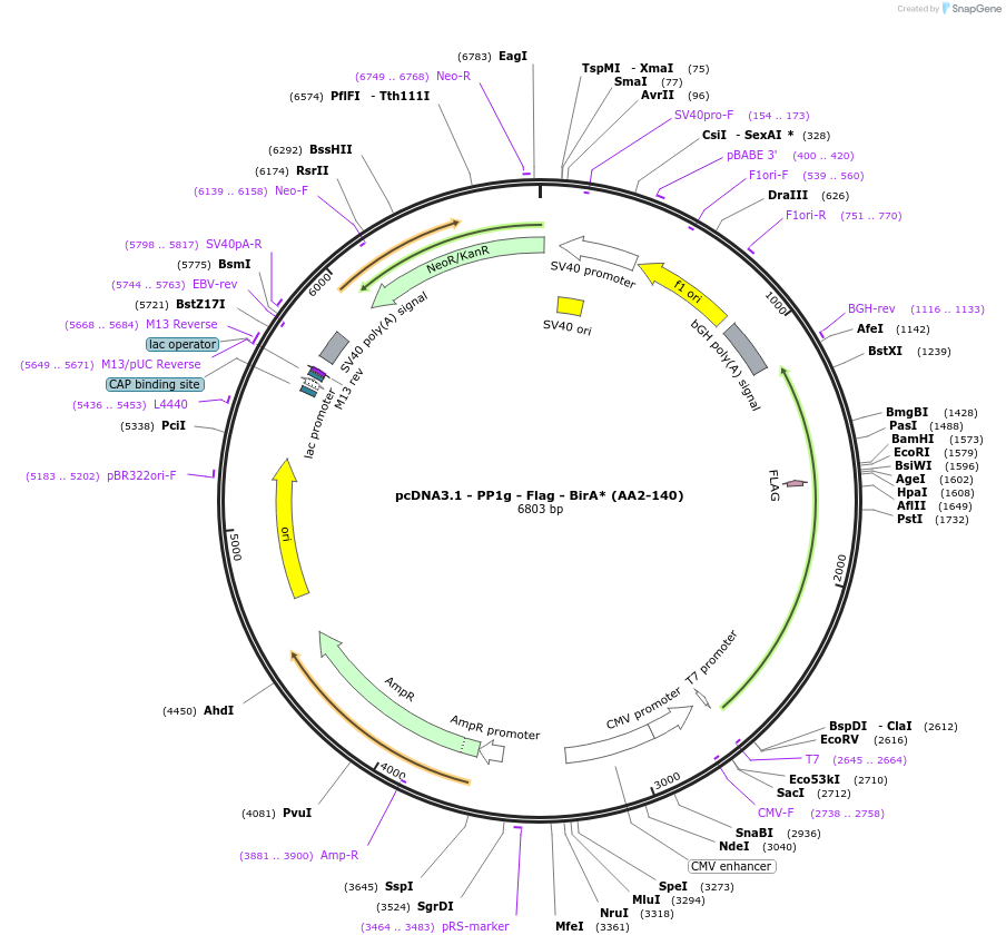 86886-plasmid-map-sequence-id-172438
