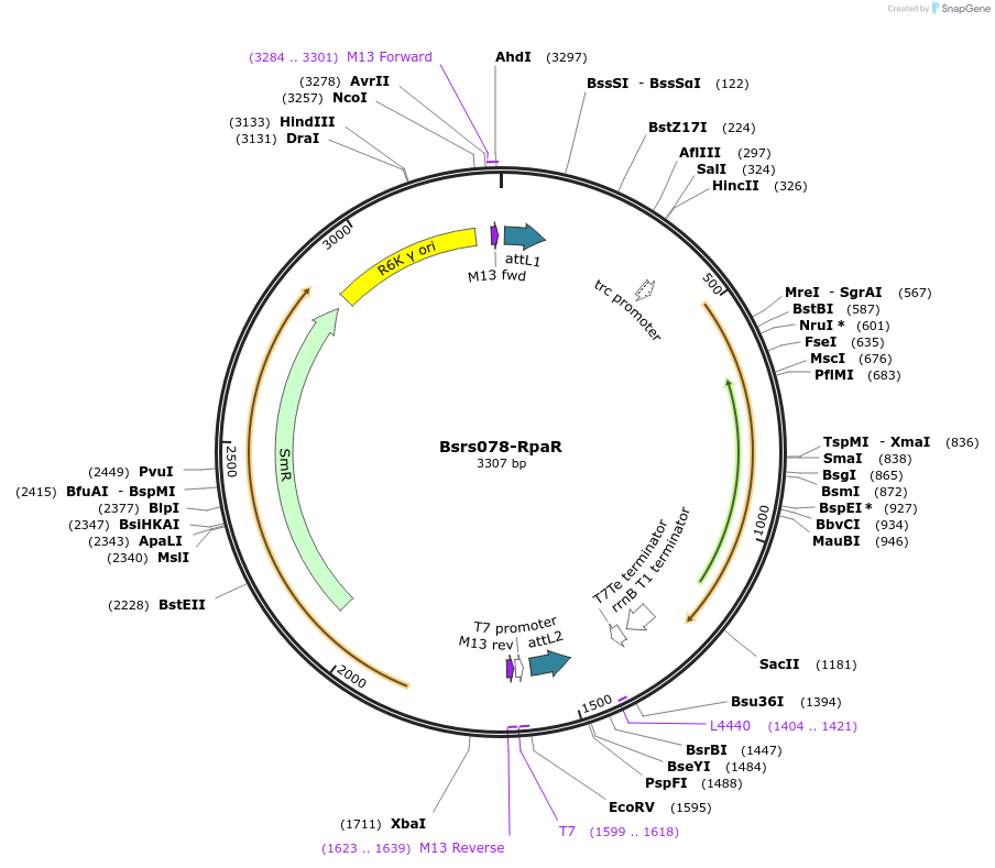 85148-plasmid-map-sequence-id-172453
