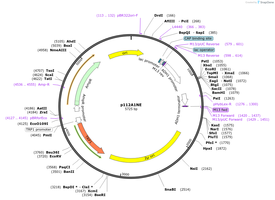 85983-plasmid-map-sequence-id-172466