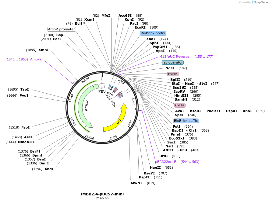 88845-plasmid-map-sequence-id-172467
