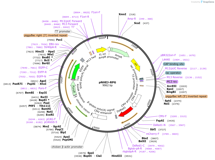 85931-plasmid-map-sequence-id-172473