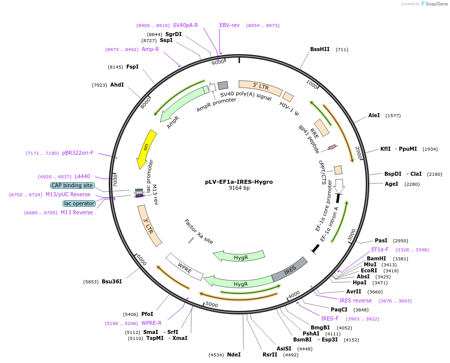 85134-plasmid-map-sequence-id-172514