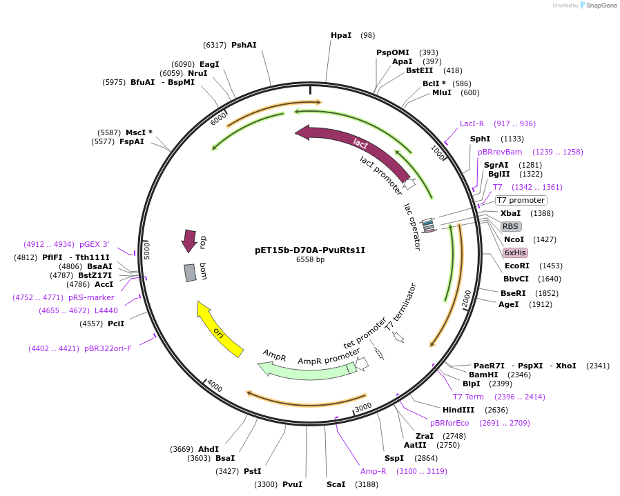 86890-plasmid-map-sequence-id-172516