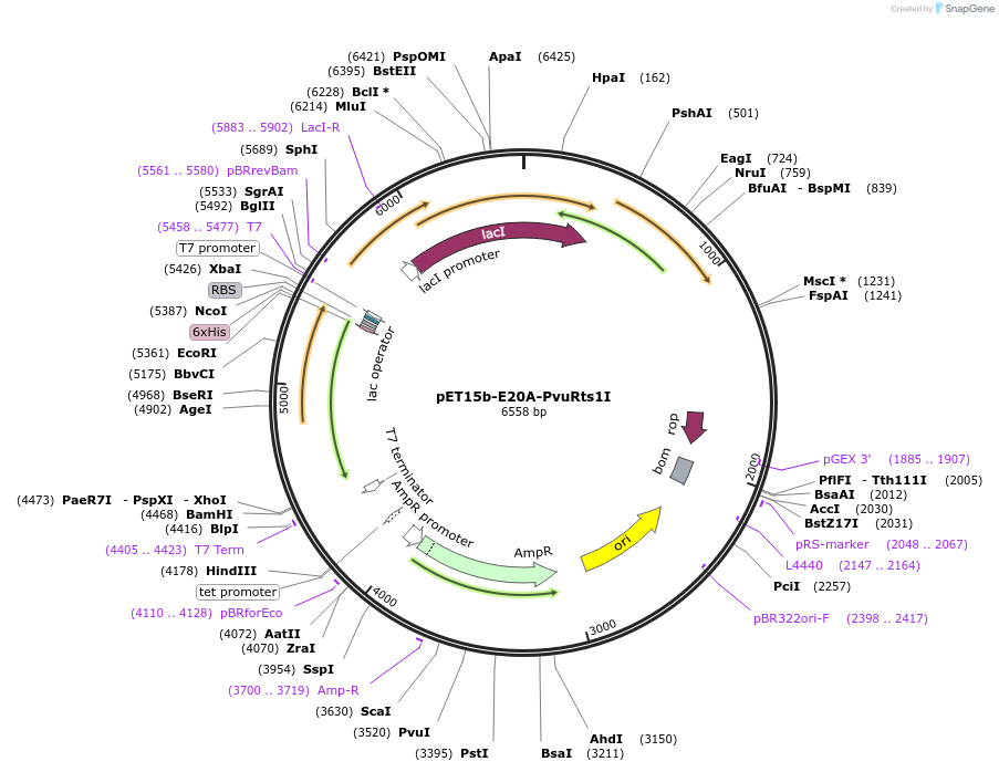 86897-plasmid-map-sequence-id-172517