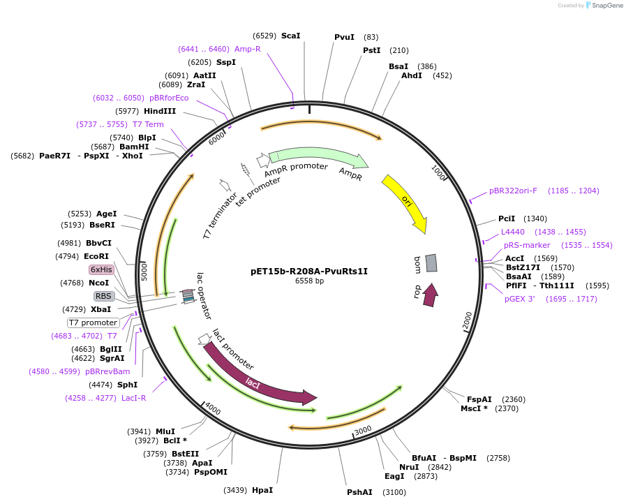 86891-plasmid-map-sequence-id-172518