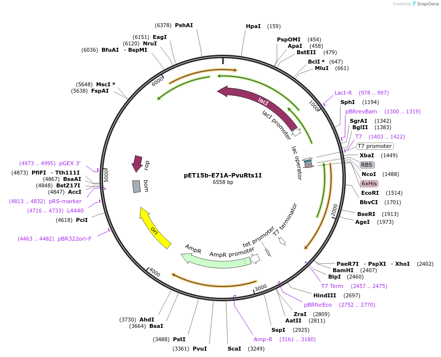 86895-plasmid-map-sequence-id-172522
