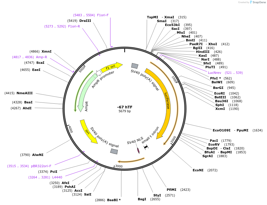 15452-plasmid-map-sequence-id-172548