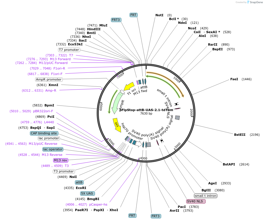 88910-plasmid-map-sequence-id-172602