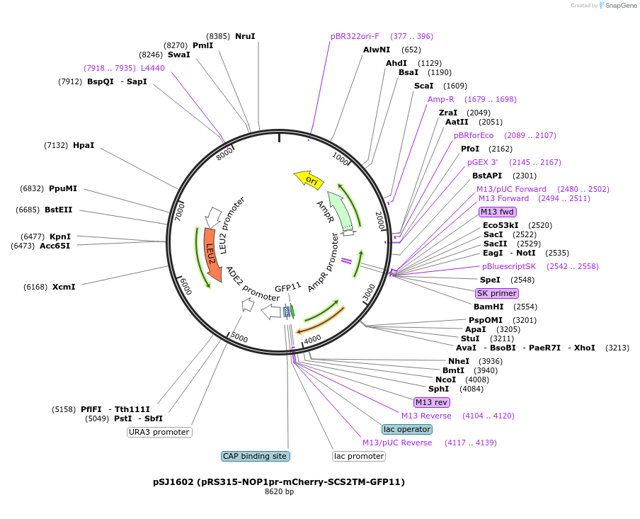 86417-plasmid-map-sequence-id-172605