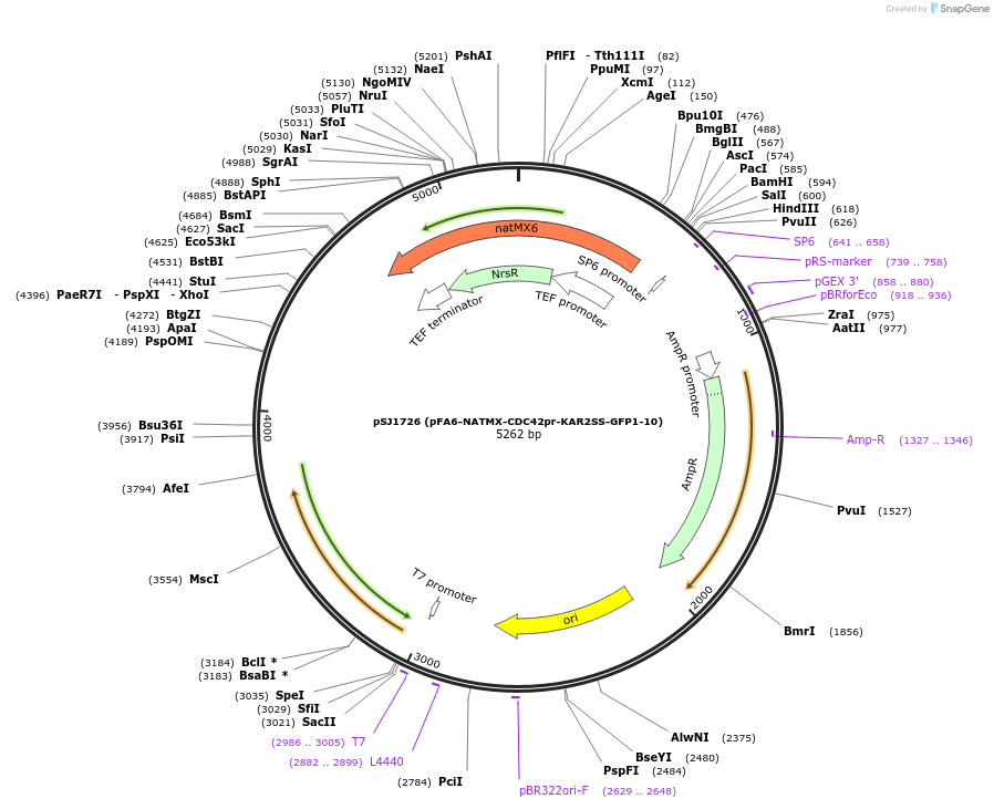 86421-plasmid-map-sequence-id-172609