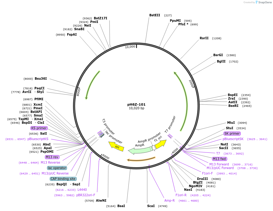 85226-plasmid-map-sequence-id-172620